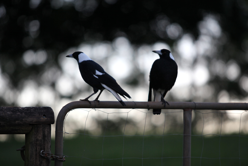 magpies1-resize
