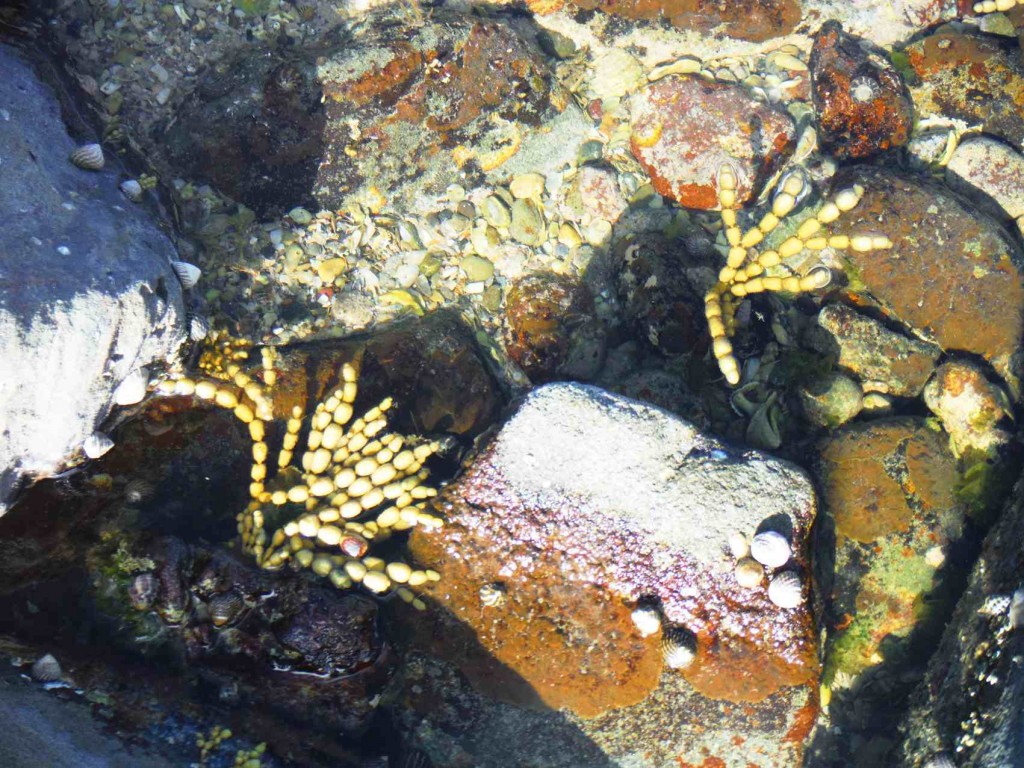 Paying attentiont to the details - a rock pool at Woody Head.  Photo Bernadette Curtin