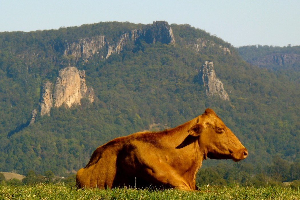 NimbinValleyDairyCow