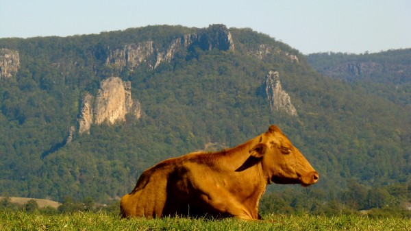 NimbinValleyDairyCow