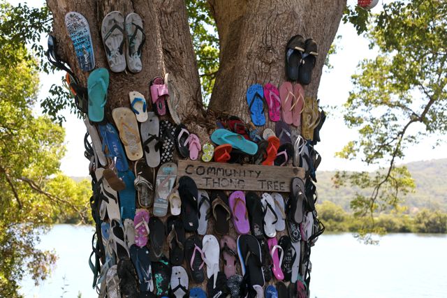 Thong tree1