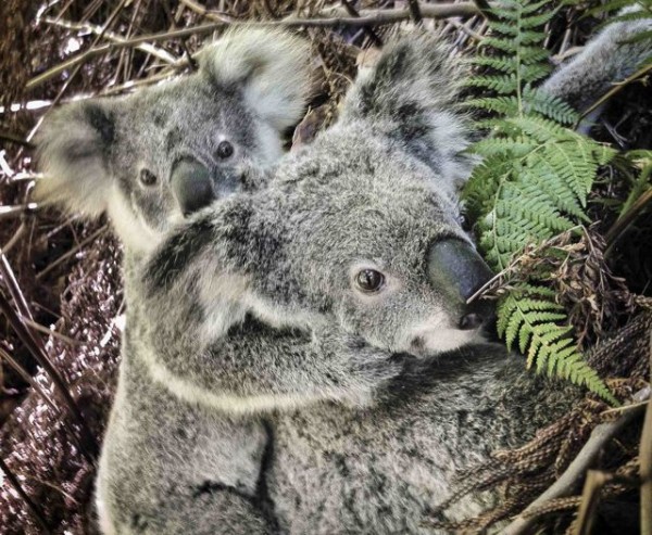 KoalaDavid