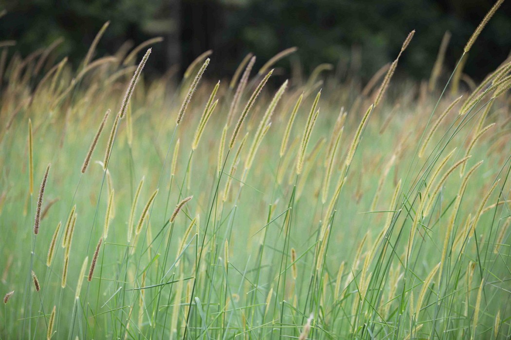 waving grasses