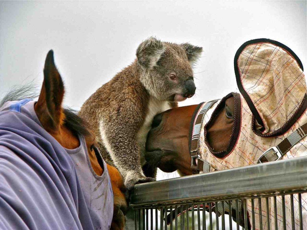 Mr. Pablo and Co meet - and greet a koala.