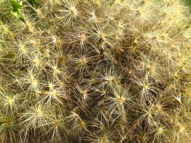 Spikygrass