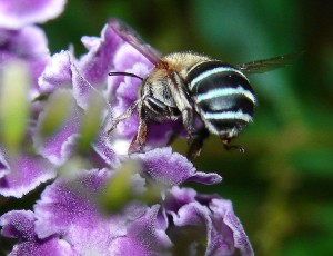 Australian native Blue Banded Bee