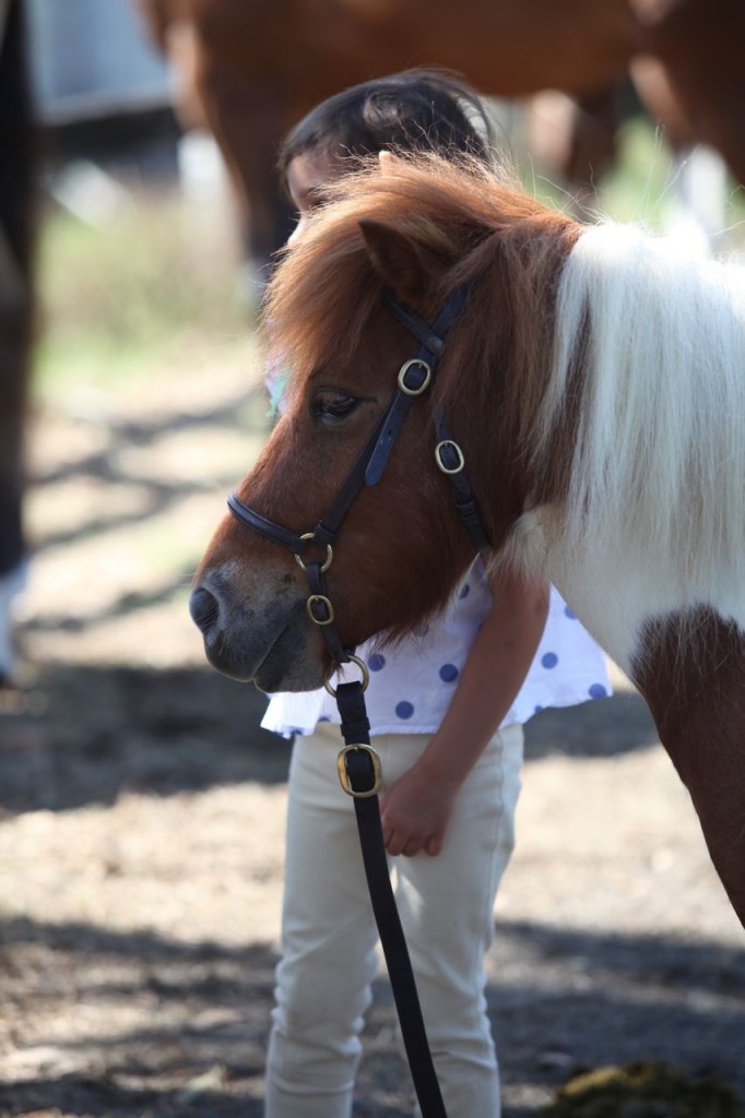 Bangalow show09