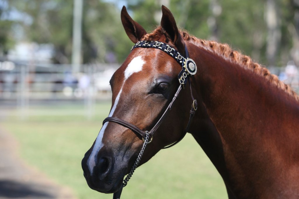 Bangalow show10