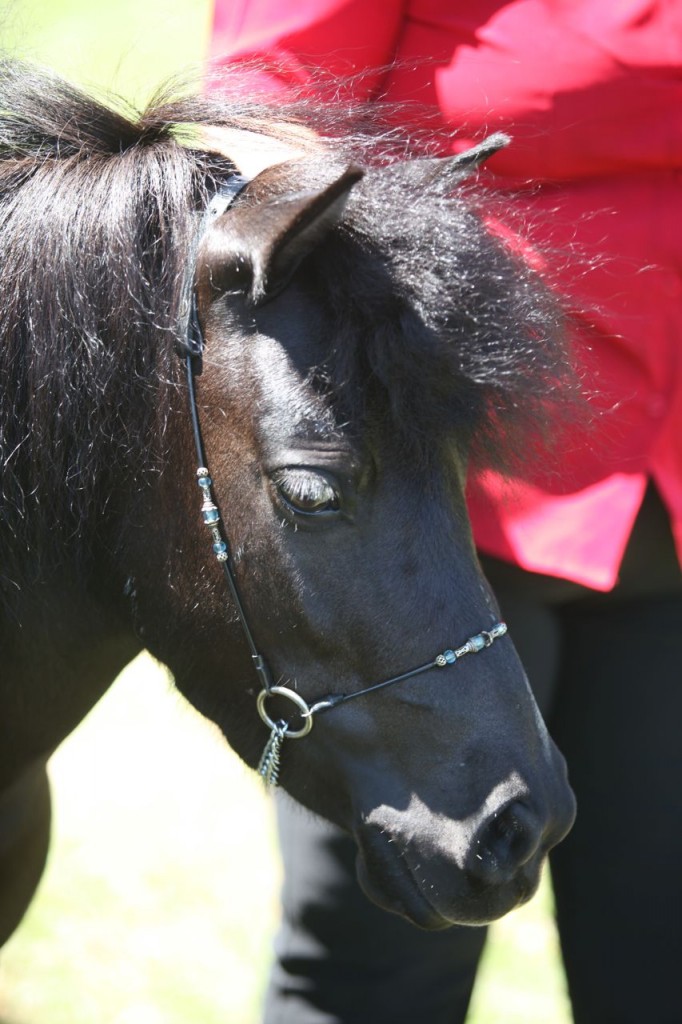 Bangalow show16