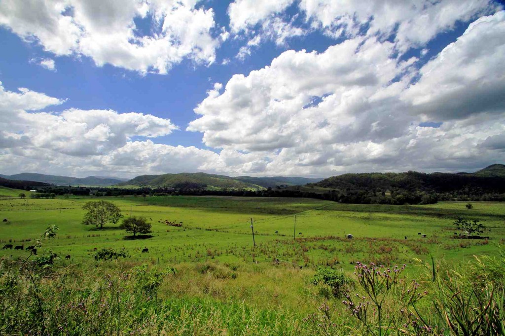 A typical view across the green cattle grazing pastures toward the McPherson Range, North of Wiangaree.