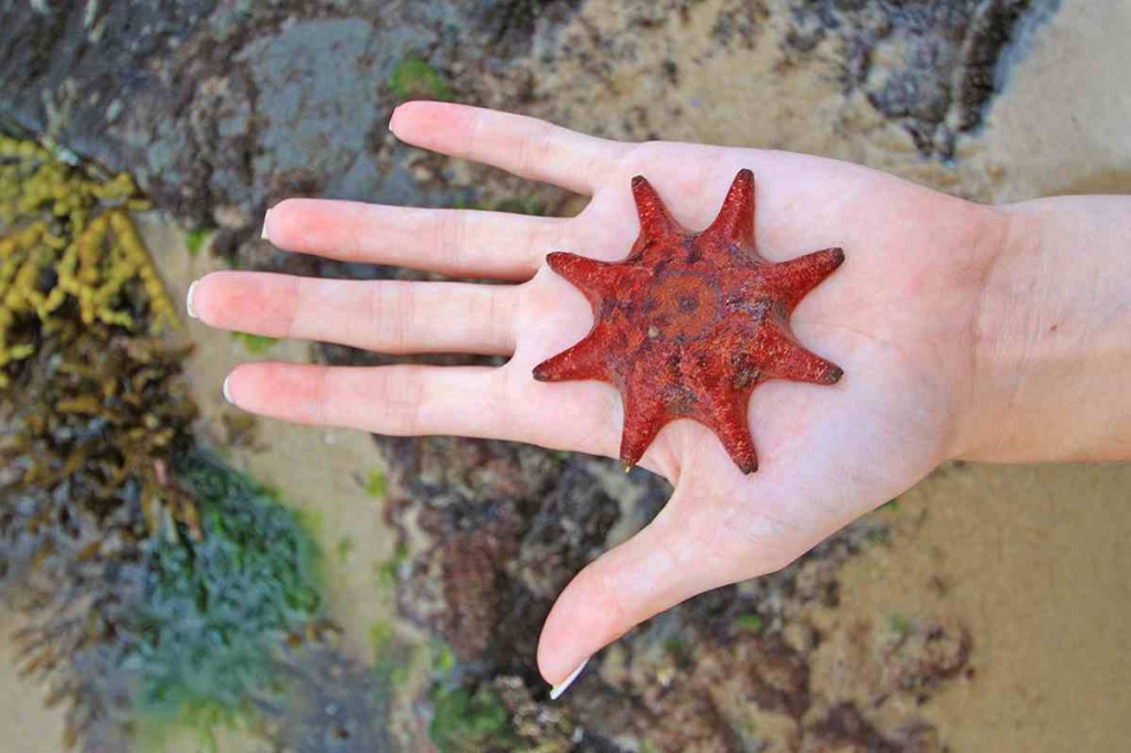 A rockpool reveals its secrets near Goanna Headland