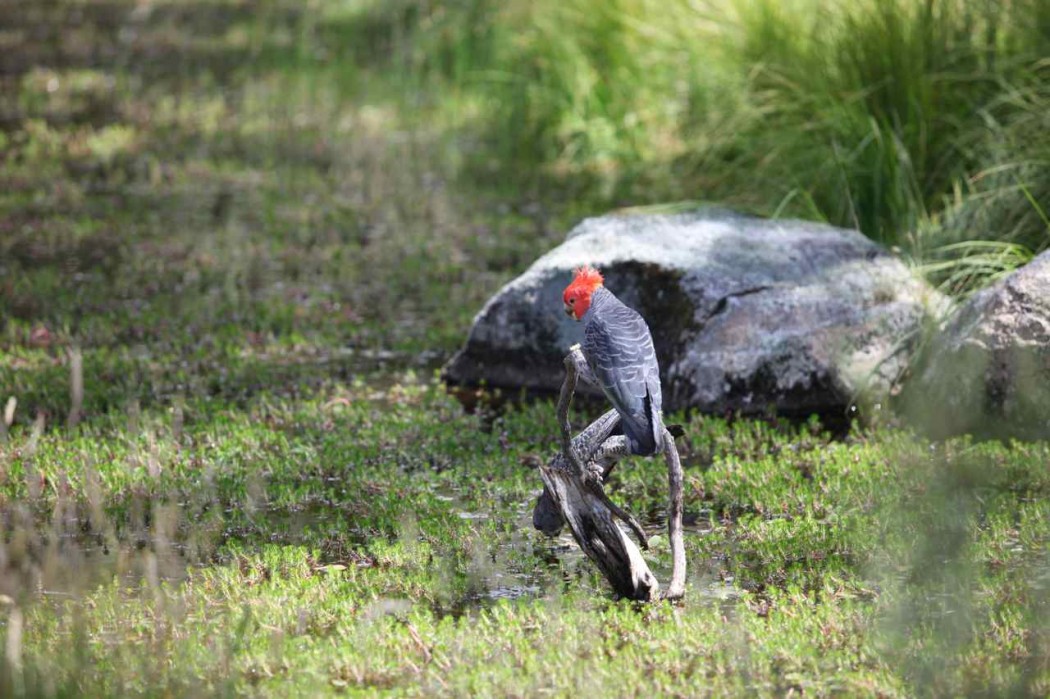 Lake Crackenback04