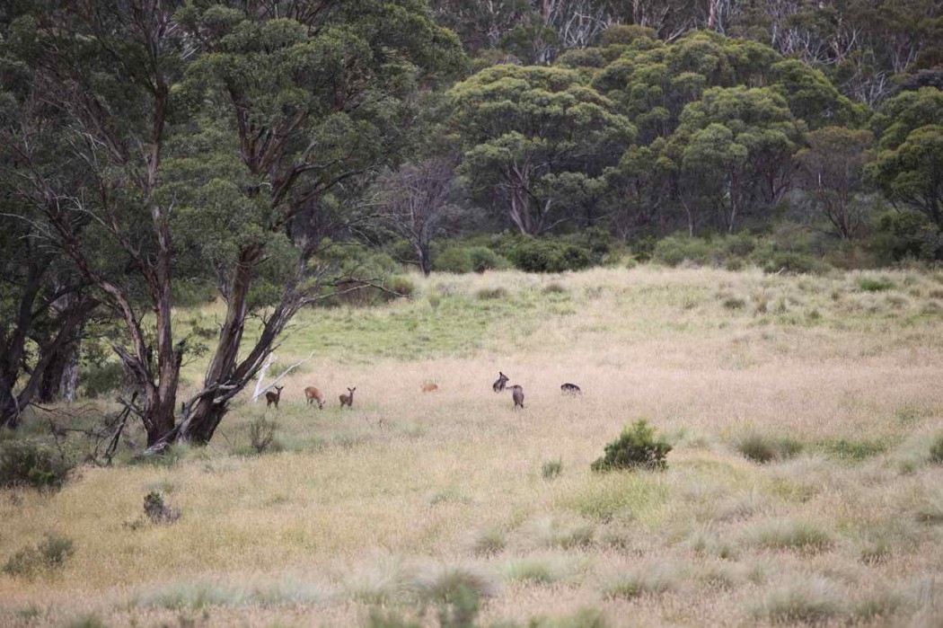 Lake Crackenback07