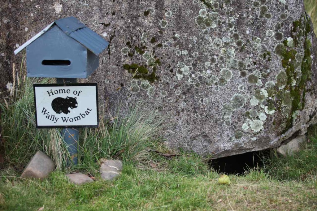 This wombat hole houses Wally the Wombat who boasts his own mailbox