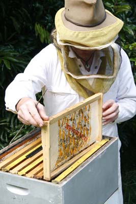 Scott Trevelyan in action with one of his 'hive' art works.
