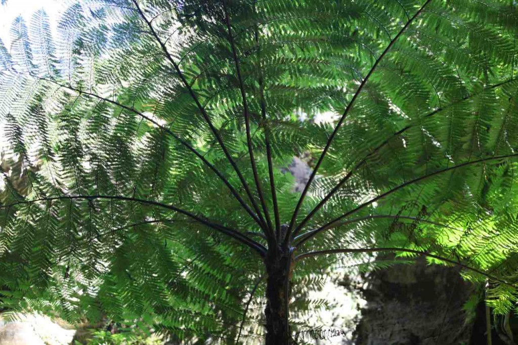 A King Fern in Ward's Canyon, and stones in the canyon's trickling creek.