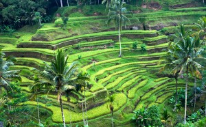 Travel broadens the mind - and Ubud in Bali is the perfect place to unleash your inner creative.