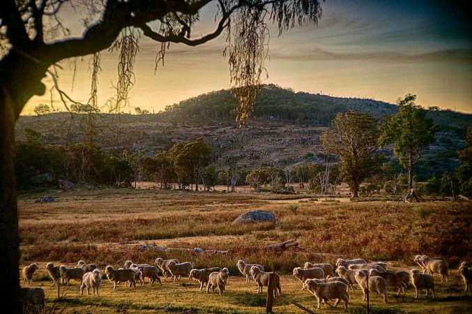 Beauty on the tablelands at sunset.  Photo: Alex Clarke