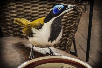 honeyeater