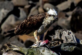 Osprey