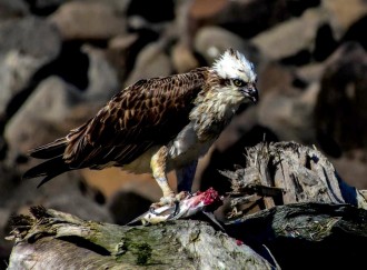 Osprey