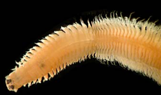 polychaete