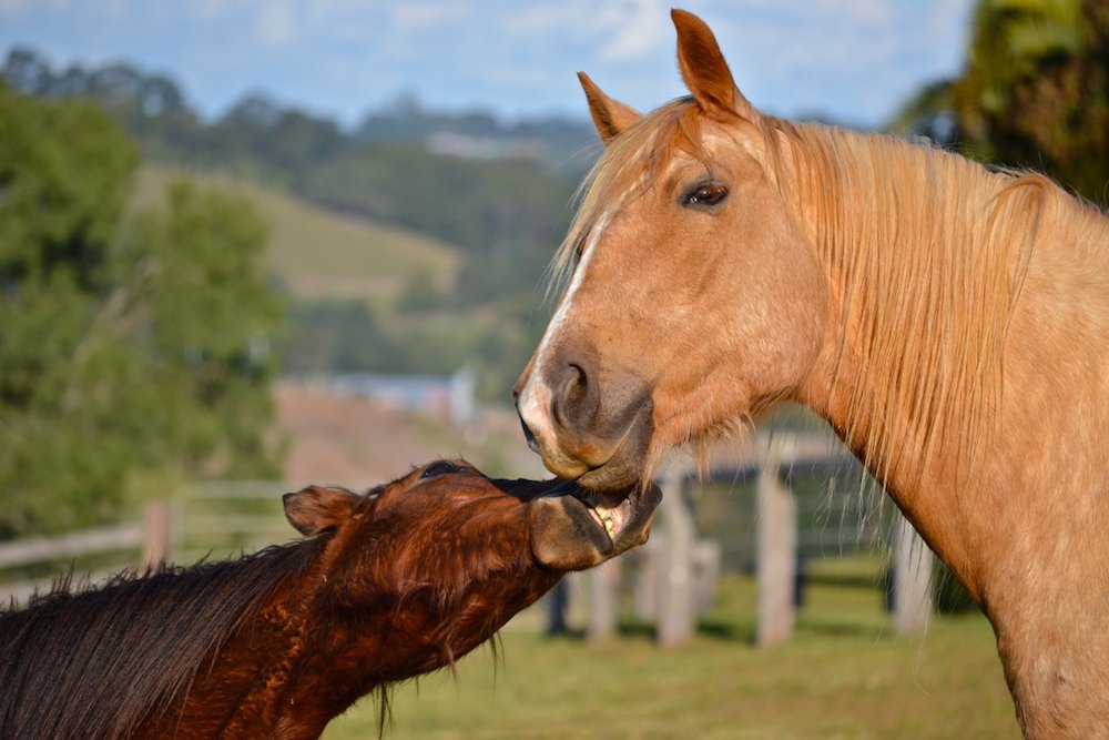 Tommy and Buffalo talking 'horse'.  Photo: Beate Sommer