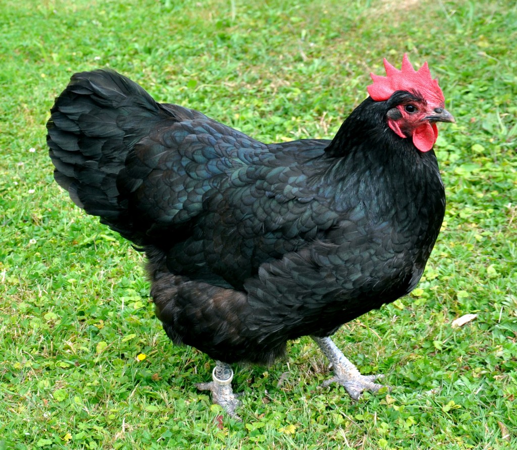 The Australorp - a hardy, reliable and docile Australian hen, according to Wikipedia.