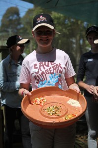 Food time for the birds at the Macadamia Castle aviary.