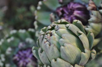 Artichokes - ornamental and delicious.  From Siboney Duff's Bangalow garden.  Photo: Siboney Duff