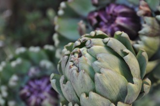 Artichokes - ornamental and delicious.  From Siboney Duff's Bangalow garden.  Photo: Siboney Duff