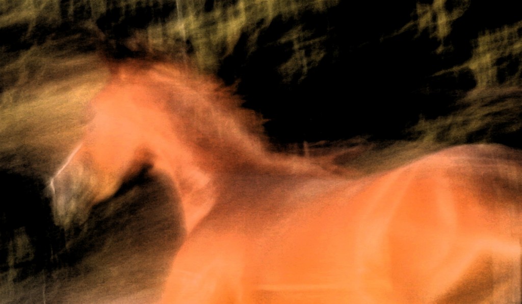 Aliya gallops.  Photo: Candida Baker