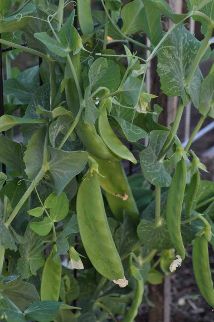 sibsnowpeas