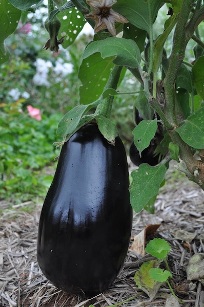 An eggplant ripe and ready to pluck off the vine.