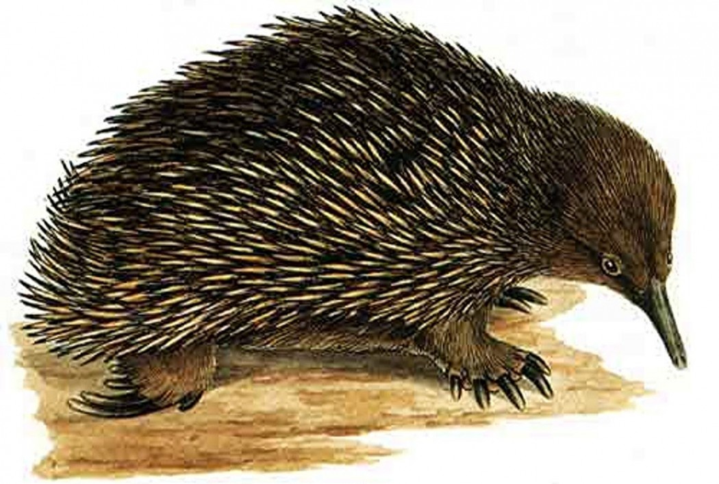 Nevlle W. Cayley: Short-beaked echidna.