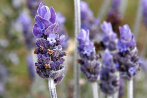 Single_lavendar_flower02