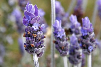 Single_lavendar_flower02