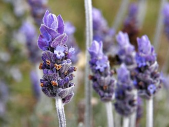 Single_lavendar_flower02