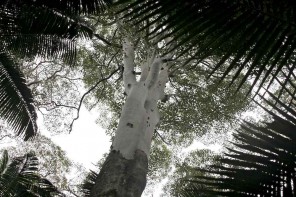 Mt Warning tree1lowres