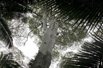 Mt Warning tree1lowres