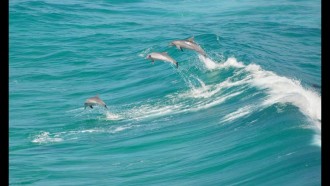 dolphinsurfing