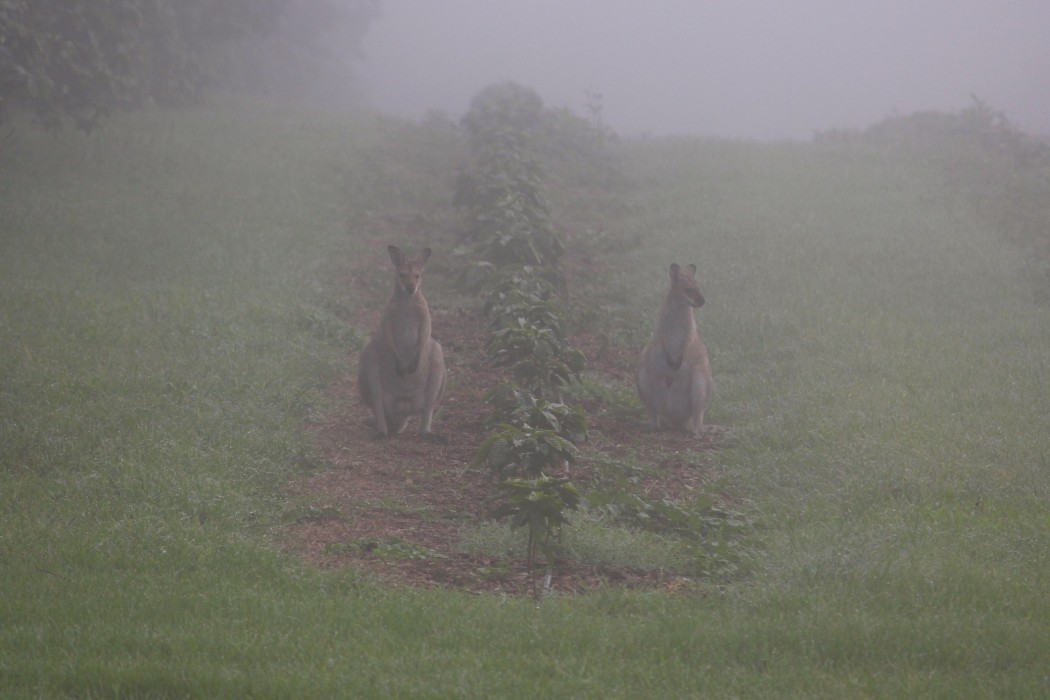 Wallabies at Zentveld's