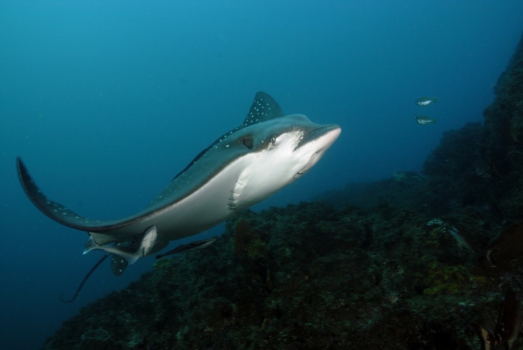 An Eagle Ray glides by at Julian Rocks