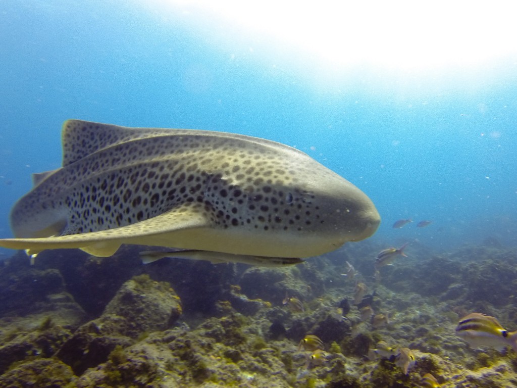 A Leopard Shark cruises by at Julian Rocks