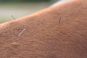 Using fine needles, acupuncture stimulates the horse's meridiens.