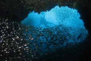 Glassfish within the Cod Hole, Julian Rocks.