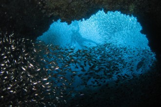 Glassfish within the Cod Hole, Julian Rocks.