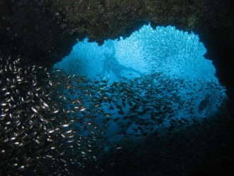 Glassfish within the Cod Hole, Julian Rocks.