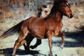 Beate Sommer's Brumby, Elvis, who is now three-and-a-half, as a yearling at the New England Brumby Sanctuary.