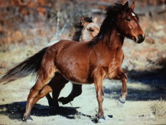 Beate Sommer's Brumby, Elvis, who is now three-and-a-half, as a yearling at the New England Brumby Sanctuary.